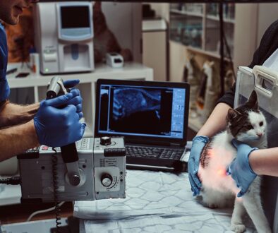 Kardiologia zwierzęca