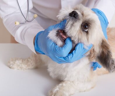 Czy twój pies potrzebuje dentysty? Objawy chorób jamy ustnej, których nie wolno lekceważyć