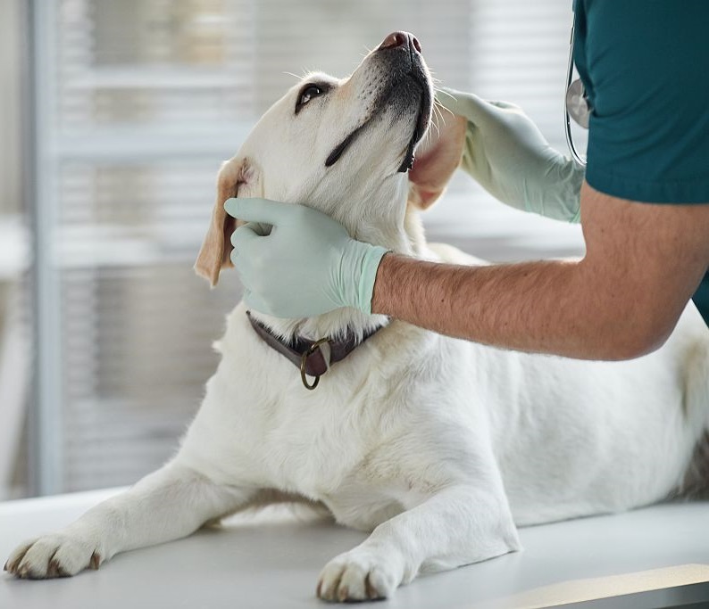 Dermatologia weterynaryjna Łódź