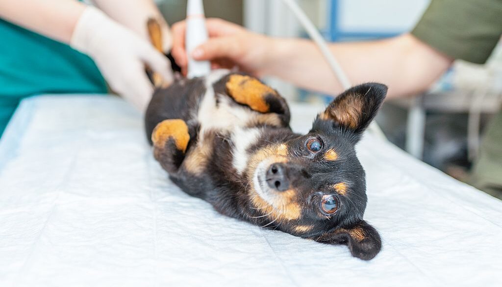 Najczęstsze nowotwory u psów i kotów – jak je rozpoznać i kiedy reagować