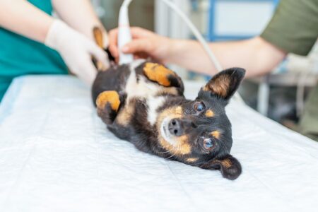 Najczęstsze nowotwory u psów i kotów – jak je rozpoznać i kiedy reagować