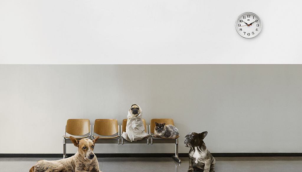 Choroby metaboliczne u psów i kotów – jak rozpoznać i leczyć?