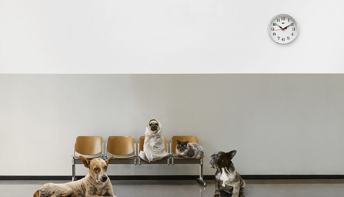 Choroby metaboliczne u psów i kotów – jak rozpoznać i leczyć?