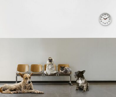 Choroby metaboliczne u psów i kotów – jak rozpoznać i leczyć?