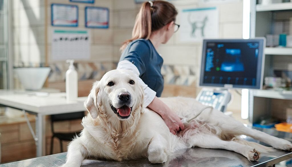 Zatrucia u psów i kotów