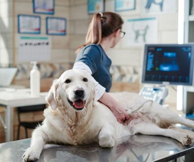 Zatrucia u psów i kotów